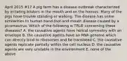 April 2015 #17 A pig farm has a disease outbreak characterized by irritating blisters in the mouth and on the hooves. Many of the pigs have trouble standing or walking. The disease has some similarities to human hand-foot-and mouth disease caused by a picornavirus. Which of the following is TRUE concerning these diseases? A. the causative agents have helical symmetry with an envelope B. the causative agents have an RNA genome which can directly bind to ribosomes and be translated C. the causative agents replicate partially within the cell nucleus D. the causative agents are very unstable in the environment E. none of the above