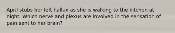 April stubs her left hallux as she is walking to the kitchen at night. Which nerve and plexus are involved in the sensation of pain sent to her brain?