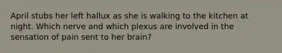 April stubs her left hallux as she is walking to the kitchen at night. Which nerve and which plexus are involved in the sensation of pain sent to her brain?