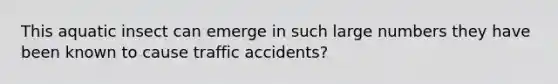 This aquatic insect can emerge in such large numbers they have been known to cause traffic accidents?