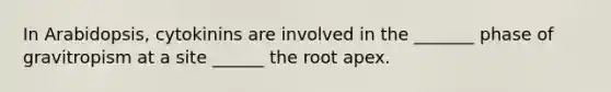 In Arabidopsis, cytokinins are involved in the _______ phase of gravitropism at a site ______ the root apex.