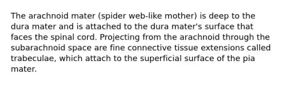 The arachnoid mater (spider web-like mother) is deep to the dura mater and is attached to the dura mater's surface that faces the spinal cord. Projecting from the arachnoid through the subarachnoid space are fine connective tissue extensions called trabeculae, which attach to the superficial surface of the pia mater.