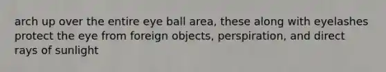 arch up over the entire eye ball area, these along with eyelashes protect the eye from foreign objects, perspiration, and direct rays of sunlight