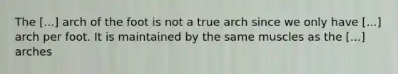 The [...] arch of the foot is not a true arch since we only have [...] arch per foot. It is maintained by the same muscles as the [...] arches