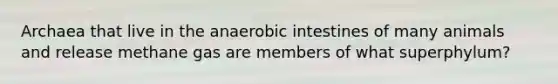 Archaea that live in the anaerobic intestines of many animals and release methane gas are members of what superphylum?