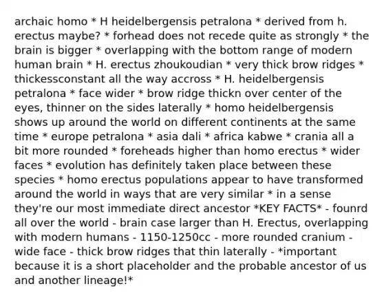 archaic homo * H heidelbergensis petralona * derived from h. erectus maybe? * forhead does not recede quite as strongly * <a href='https://www.questionai.com/knowledge/kLMtJeqKp6-the-brain' class='anchor-knowledge'>the brain</a> is bigger * overlapping with the bottom range of modern human brain * H. erectus zhoukoudian * very thick brow ridges * thickessconstant all the way accross * H. heidelbergensis petralona * face wider * brow ridge thickn over center of the eyes, thinner on the sides laterally * homo heidelbergensis shows up around the world on different continents at the same time * europe petralona * asia dali * africa kabwe * crania all a bit more rounded * foreheads higher than <a href='https://www.questionai.com/knowledge/kI1ONx7LAC-homo-erectus' class='anchor-knowledge'>homo erectus</a> * wider faces * evolution has definitely taken place between these species * homo erectus populations appear to have transformed around the world in ways that are very similar * in a sense they're our most immediate direct ancestor *KEY FACTS* - founrd all over the world - brain case larger than H. Erectus, overlapping with modern humans - 1150-1250cc - more rounded cranium - wide face - thick brow ridges that thin laterally - *important because it is a short placeholder and the probable ancestor of us and another lineage!*