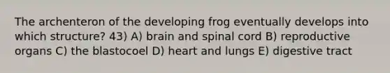 The archenteron of the developing frog eventually develops into which structure? 43) A) brain and spinal cord B) reproductive organs C) the blastocoel D) heart and lungs E) digestive tract