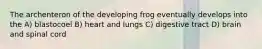 The archenteron of the developing frog eventually develops into the A) blastocoel B) heart and lungs C) digestive tract D) brain and spinal cord