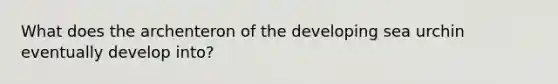 What does the archenteron of the developing sea urchin eventually develop into?