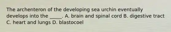 The archenteron of the developing sea urchin eventually develops into the _____. A. brain and spinal cord B. digestive tract C. heart and lungs D. blastocoel