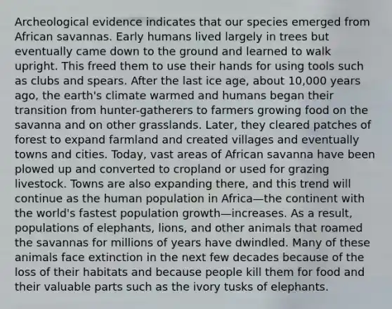 Archeological evidence indicates that our species emerged from African savannas. Early humans lived largely in trees but eventually came down to the ground and learned to walk upright. This freed them to use their hands for using tools such as clubs and spears. After the last ice age, about 10,000 years ago, the earth's climate warmed and humans began their transition from hunter-gatherers to farmers growing food on the savanna and on other grasslands. Later, they cleared patches of forest to expand farmland and created villages and eventually towns and cities. Today, vast areas of African savanna have been plowed up and converted to cropland or used for grazing livestock. Towns are also expanding there, and this trend will continue as the human population in Africa—the continent with the world's fastest population growth—increases. As a result, populations of elephants, lions, and other animals that roamed the savannas for millions of years have dwindled. Many of these animals face extinction in the next few decades because of the loss of their habitats and because people kill them for food and their valuable parts such as the ivory tusks of elephants.