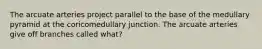 The arcuate arteries project parallel to the base of the medullary pyramid at the coricomedullary junction. The arcuate arteries give off branches called what?