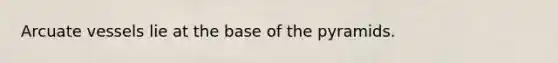 Arcuate vessels lie at the base of the pyramids.
