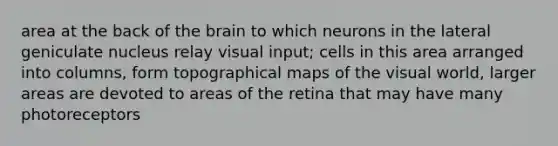 area at the back of the brain to which neurons in the lateral geniculate nucleus relay visual input; cells in this area arranged into columns, form topographical maps of the visual world, larger areas are devoted to areas of the retina that may have many photoreceptors