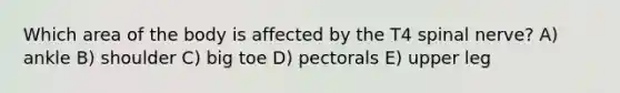 Which area of the body is affected by the T4 spinal nerve? A) ankle B) shoulder C) big toe D) pectorals E) upper leg