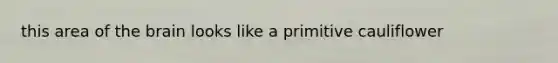 this area of the brain looks like a primitive cauliflower