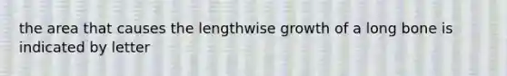 the area that causes the lengthwise growth of a long bone is indicated by letter