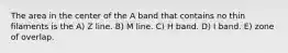 The area in the center of the A band that contains no thin filaments is the A) Z line. B) M line. C) H band. D) I band. E) zone of overlap.