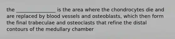 the ________________ is the area where the chondrocytes die and are replaced by blood vessels and osteoblasts, which then form the final trabeculae and osteoclasts that refine the distal contours of the medullary chamber