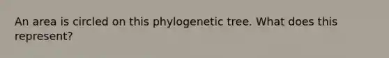 An area is circled on this phylogenetic tree. What does this represent?