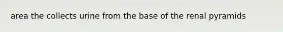 area the collects urine from the base of the renal pyramids
