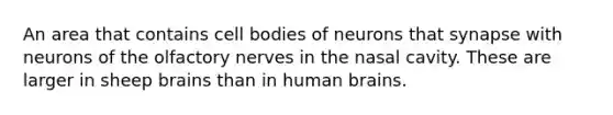 An area that contains cell bodies of neurons that synapse with neurons of the olfactory nerves in the nasal cavity. These are larger in sheep brains than in human brains.