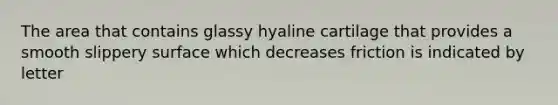 The area that contains glassy hyaline cartilage that provides a smooth slippery surface which decreases friction is indicated by letter