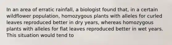 In an area of erratic rainfall, a biologist found that, in a certain wildflower population, homozygous plants with alleles for curled leaves reproduced better in dry years, whereas homozygous plants with alleles for flat leaves reproduced better in wet years. This situation would tend to