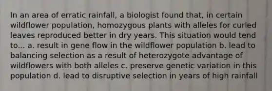 In an area of erratic rainfall, a biologist found that, in certain wildflower population, homozygous plants with alleles for curled leaves reproduced better in dry years. This situation would tend to... a. result in gene flow in the wildflower population b. lead to balancing selection as a result of heterozygote advantage of wildflowers with both alleles c. preserve genetic variation in this population d. lead to disruptive selection in years of high rainfall