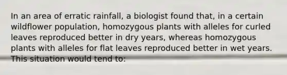 In an area of erratic rainfall, a biologist found that, in a certain wildflower population, homozygous plants with alleles for curled leaves reproduced better in dry years, whereas homozygous plants with alleles for flat leaves reproduced better in wet years. This situation would tend to: