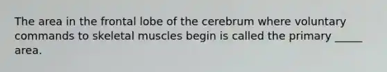 The area in the frontal lobe of the cerebrum where voluntary commands to skeletal muscles begin is called the primary _____ area.