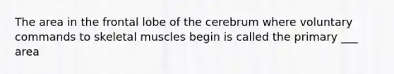 The area in the frontal lobe of the cerebrum where voluntary commands to skeletal muscles begin is called the primary ___ area