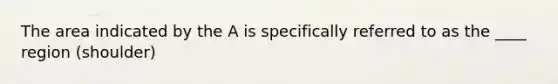 The area indicated by the A is specifically referred to as the ____ region (shoulder)