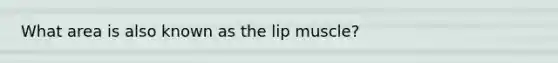 What area is also known as the lip muscle?