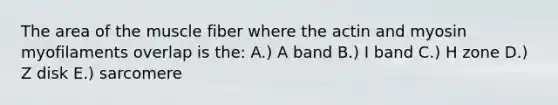 The area of the muscle fiber where the actin and myosin myofilaments overlap is the: A.) A band B.) I band C.) H zone D.) Z disk E.) sarcomere