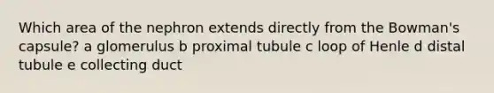 Which area of the nephron extends directly from the Bowman's capsule? a glomerulus b proximal tubule c loop of Henle d distal tubule e collecting duct