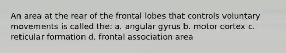 An area at the rear of the frontal lobes that controls voluntary movements is called the: a. angular gyrus b. motor cortex c. reticular formation d. frontal association area