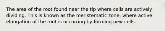 The area of the root found near the tip where cells are actively dividing. This is known as the meristematic zone, where active elongation of the root is occurring by forming new cells.