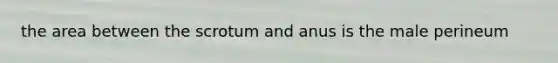 the area between the scrotum and anus is the male perineum