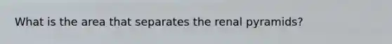 What is the area that separates the renal pyramids?