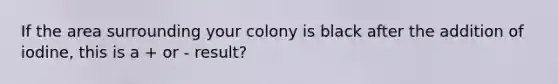 If the area surrounding your colony is black after the addition of iodine, this is a + or - result?