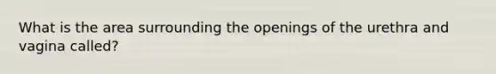 What is the area surrounding the openings of the urethra and vagina called?