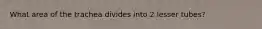 What area of the trachea divides into 2 lesser tubes?