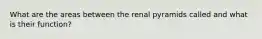 What are the areas between the renal pyramids called and what is their function?