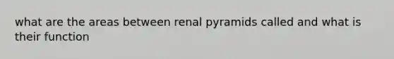 what are the areas between renal pyramids called and what is their function