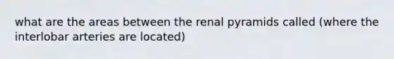 what are the areas between the renal pyramids called (where the interlobar arteries are located)