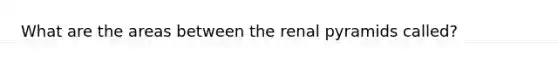 What are the areas between the renal pyramids called?