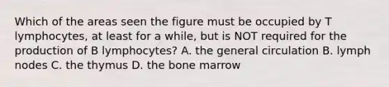 Which of the areas seen the figure must be occupied by T lymphocytes, at least for a while, but is NOT required for the production of B lymphocytes? A. the general circulation B. lymph nodes C. the thymus D. the bone marrow