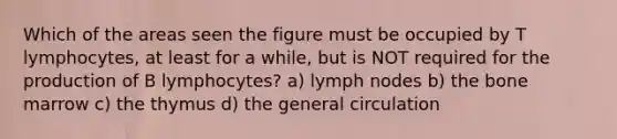 Which of the areas seen the figure must be occupied by T lymphocytes, at least for a while, but is NOT required for the production of B lymphocytes? a) lymph nodes b) the bone marrow c) the thymus d) the general circulation