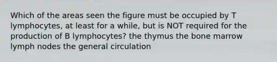 Which of the areas seen the figure must be occupied by T lymphocytes, at least for a while, but is NOT required for the production of B lymphocytes? the thymus the bone marrow lymph nodes the general circulation